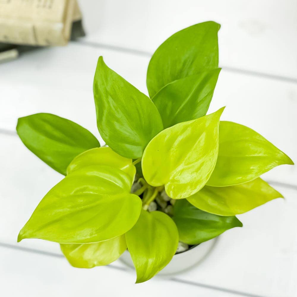 Amazon.co.jp: PLANCHU 観葉植物 フィロデンドロン オキシカルディウム